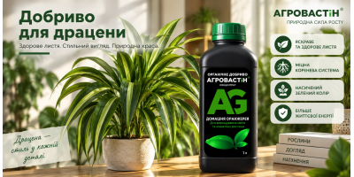 Добриво для драцени: як правильно підживлювати та доглядати за рослиною